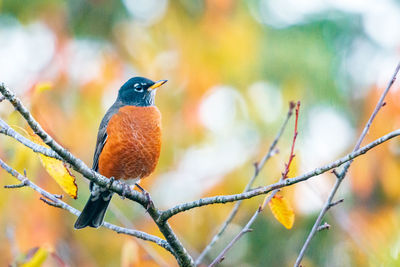 Close-up of bird perching on branch