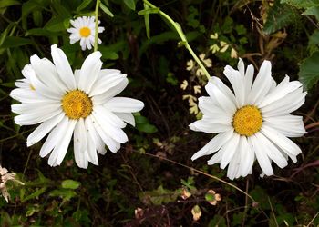 Close-up of white daisy flower