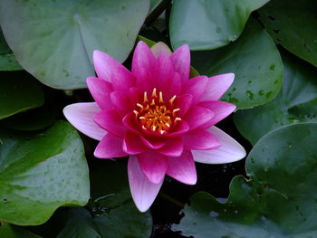 High angle view of lotus water lily in lake