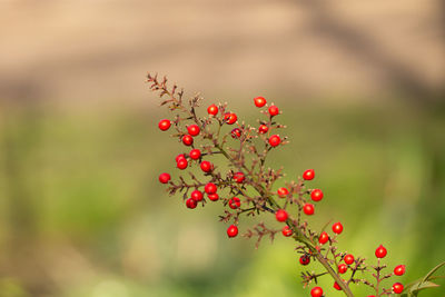 Red berries growing on tree