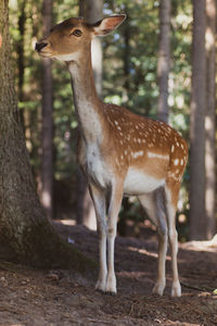 Deer in a forest