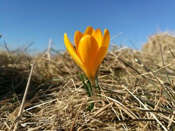 Close-up of yellow crocus flower on field against sky
