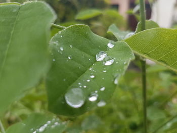 Close-up of water drops on leaf