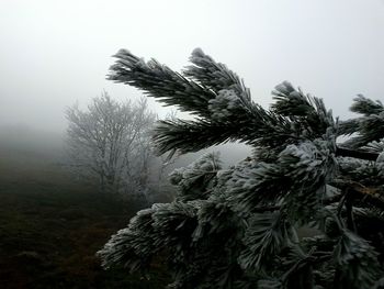 Close-up of plants against clear sky during winter