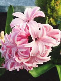 Close-up of pink flowers