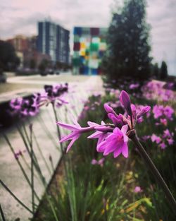 Close-up of purple flowers