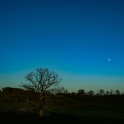 Bare tree against clear blue sky