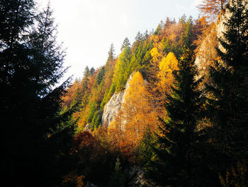 Trees in forest during autumn