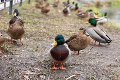 High angle view of mallard duck on field