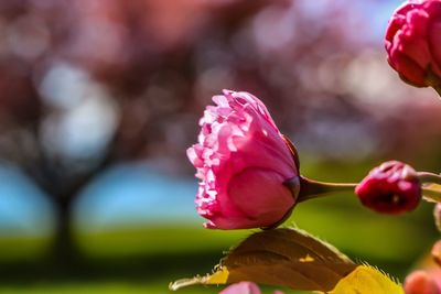 Close-up of pink rose blooming outdoors