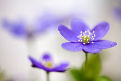 Close-up of purple flower