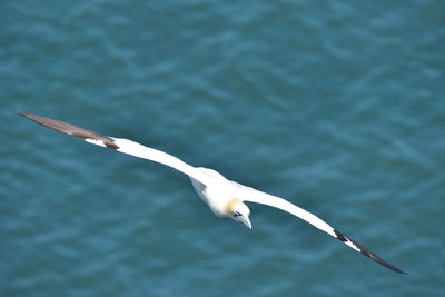 Seagull flying over lake