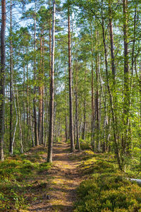 Trees in forest