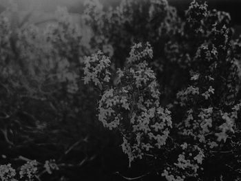 High angle view of flowering plant