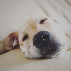 Close-up portrait of puppy