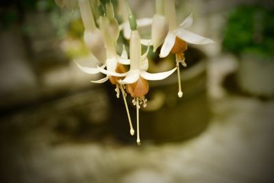 Close-up of white flowering plant