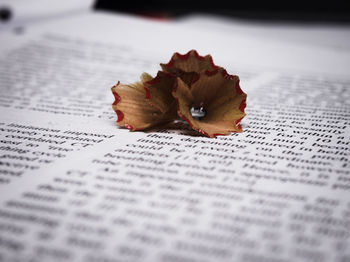 Pencil shavings on book