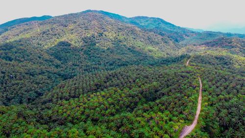 High angle view of trees on mountain