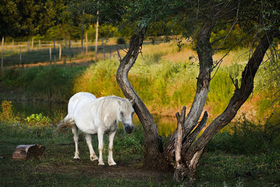 Horse standing on field
