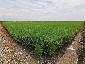 Scenic view of agricultural field against sky