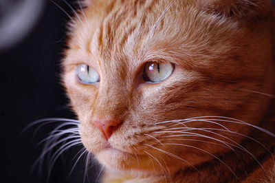 Close-up portrait of cat