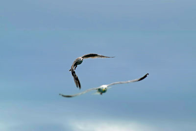 Low angle view of bird flying