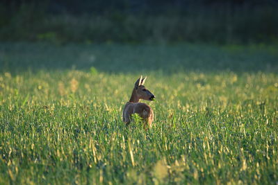 Deer standing on grassy field