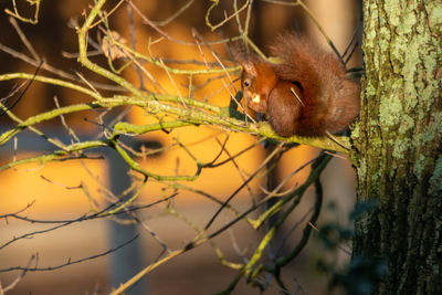 Close-up of squirrel