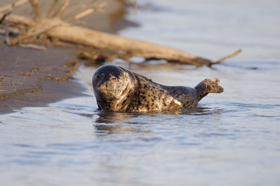 Sleepy harbor seal on lower stikine river