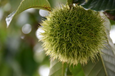 Close-up of fresh green plant