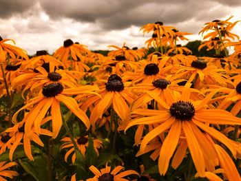 Yellow flowers blooming on field against sky