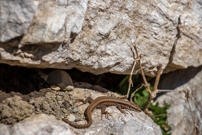 Close-up of lizard on rock