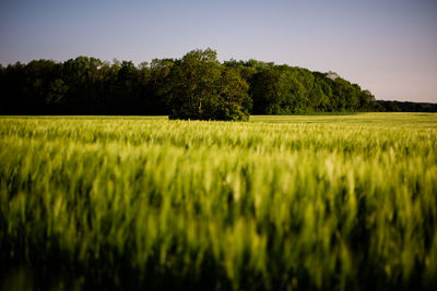 Low angle of a cornfield with a tree in the middle