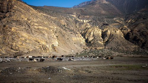 Flock of sheep on a land