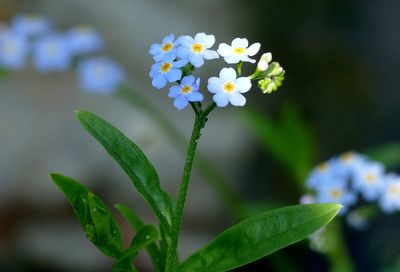 Close-up of flowering plant