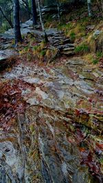 Stream flowing through forest