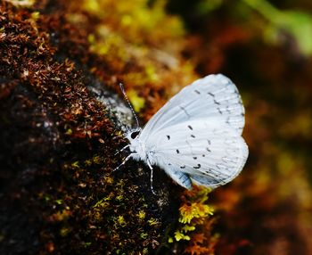 Close-up of butterfly on flower