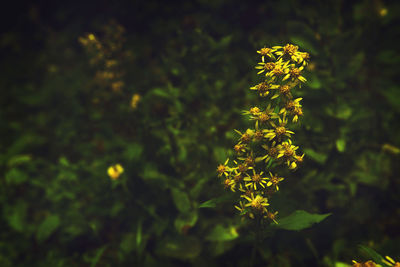 Close-up of yellow flowering plant