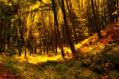 Trees in forest during autumn