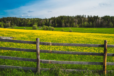 Scenic view of field against sky