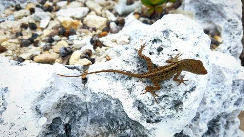 Lizard on the rocks