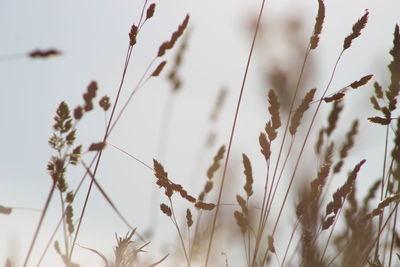 Close-up of plants growing in field