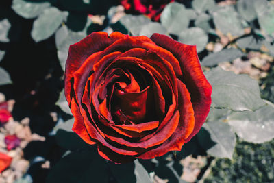 Close-up of red rose blooming in park