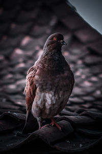 Close-up of pigeon perching