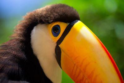 Closeup portrait of toucan ramphastos toco eye and beak foz do iguacu, brazil.