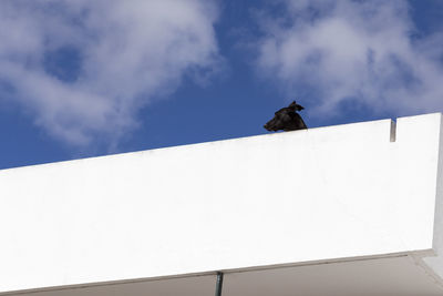 Low angle view of black dog seen in profile on terrace, guarding his home