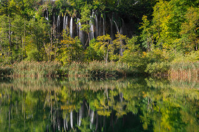 Scenic view of lake in forest