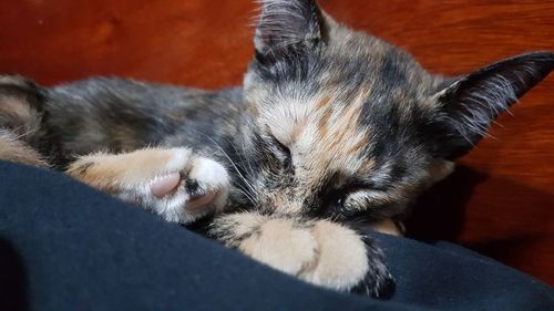 Close-up of cat lying down