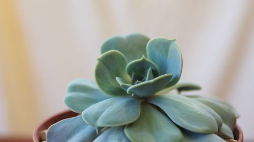 Close-up of succulent plant
