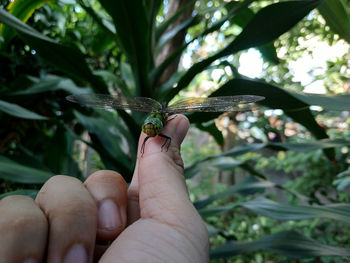 Close-up of insect on hand